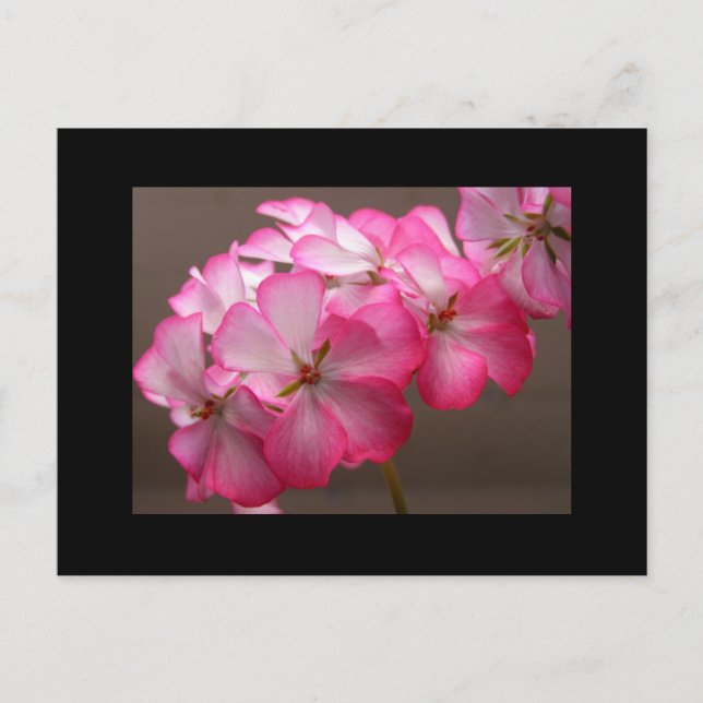 Carte Postale Zonale géranium 'Cattolica' (Devant)