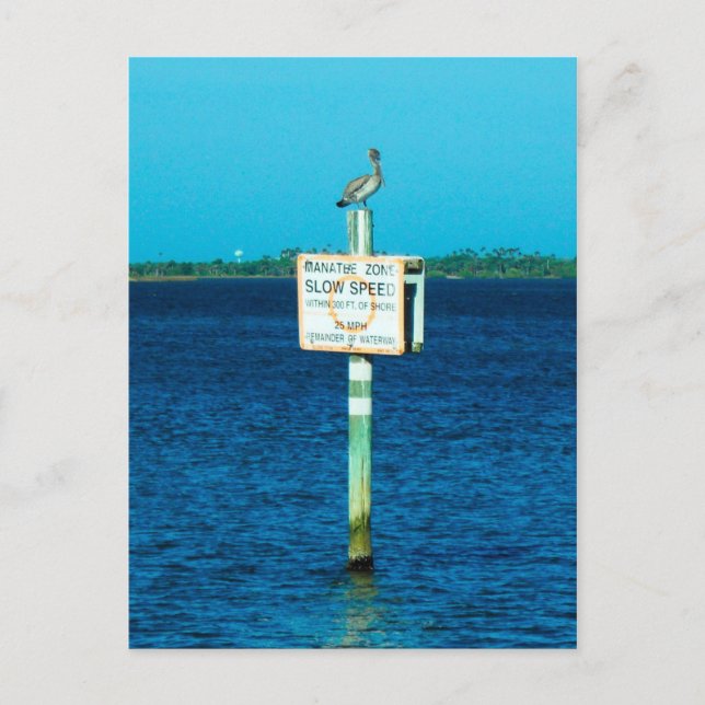 Carte postale Zone Manatee (Devant)