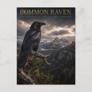 Carte Postale Zone sauvage de Common Raven Mountain FAUNE