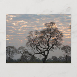 Carte Postale Zones humides du Pantanal   Amérique du Sud, Brési