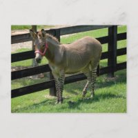 Zonkey nommé Donkey et Zebra mix