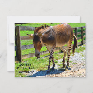 Carte Postale Zonkey part âne et zèbre