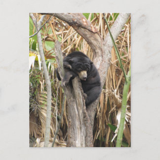 Carte Postale Zoo Audubon