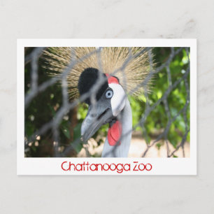 Carte Postale Zoo de Chattanooga