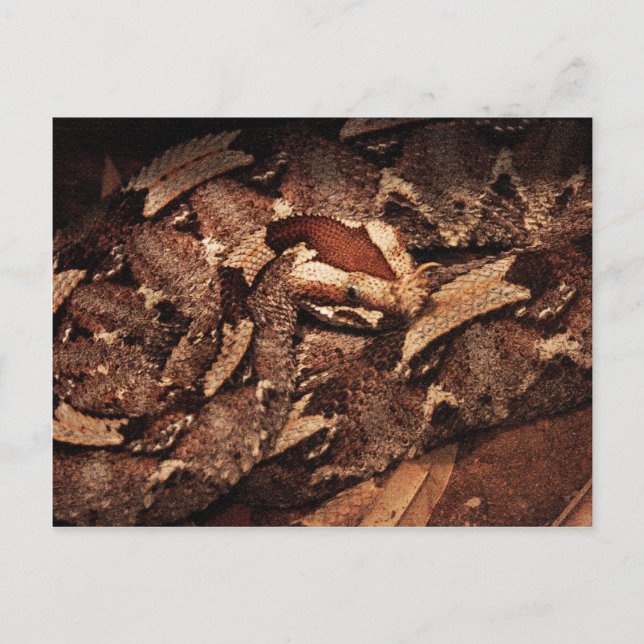 Carte Postale Zoo de Houston (Devant)