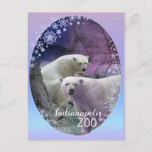 Carte Postale Zoo de l'ours polaire