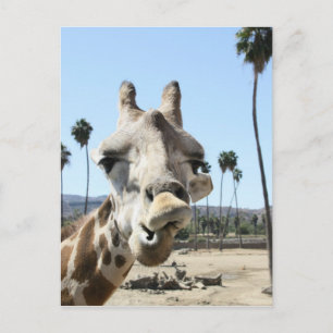 Carte Postale Zoo de San Diego