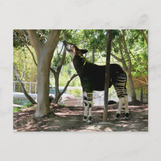 Carte Postale Zoo de San Diego