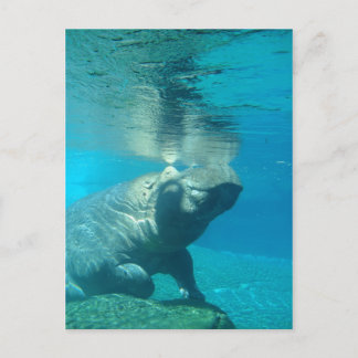 Carte Postale Zoo de San Diego