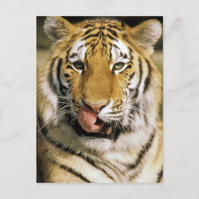 Carte Postale Zoo de Tiger Michigan (Devant)