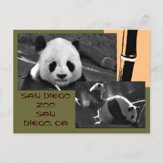 Carte postale Zoo Panda San Diego