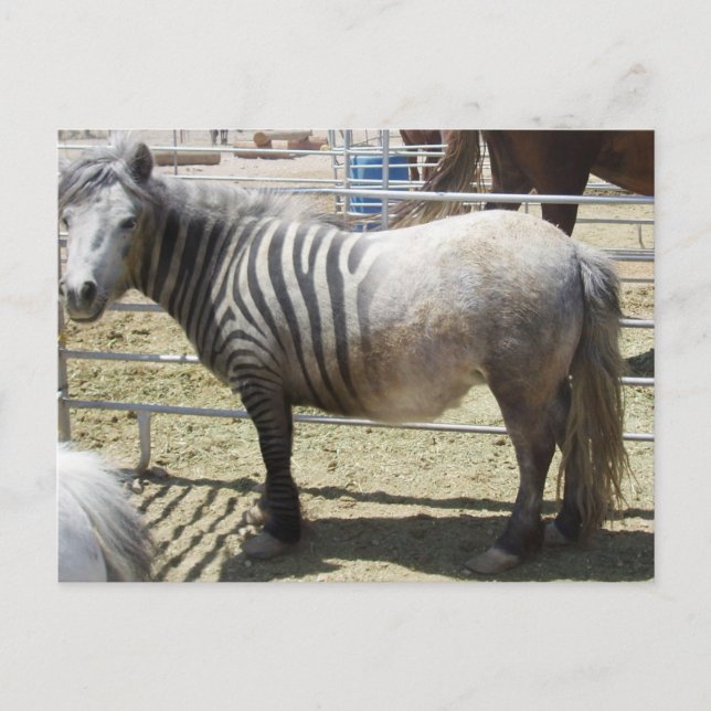 Carte Postale Zorse (Devant)