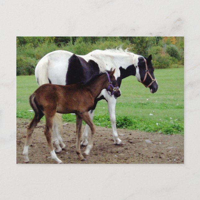 Carte Postale zura3 (Devant)