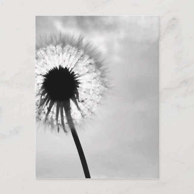 Carte Postale Zwart avec Pardebloem noir et blanc Dandelion (Devant)