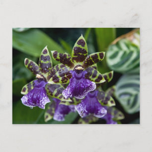 Carte postale Zygopetalum Orchid