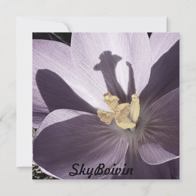 Carte Poster de Crocus endormi (Devant)