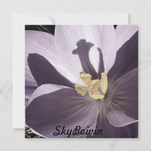 Carte Poster de Crocus endormi