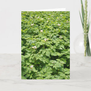 Carte Potato field