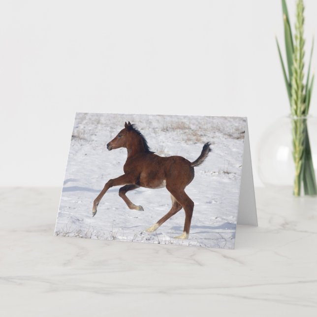 Carte Poulain arabe dans la neige (Devant)