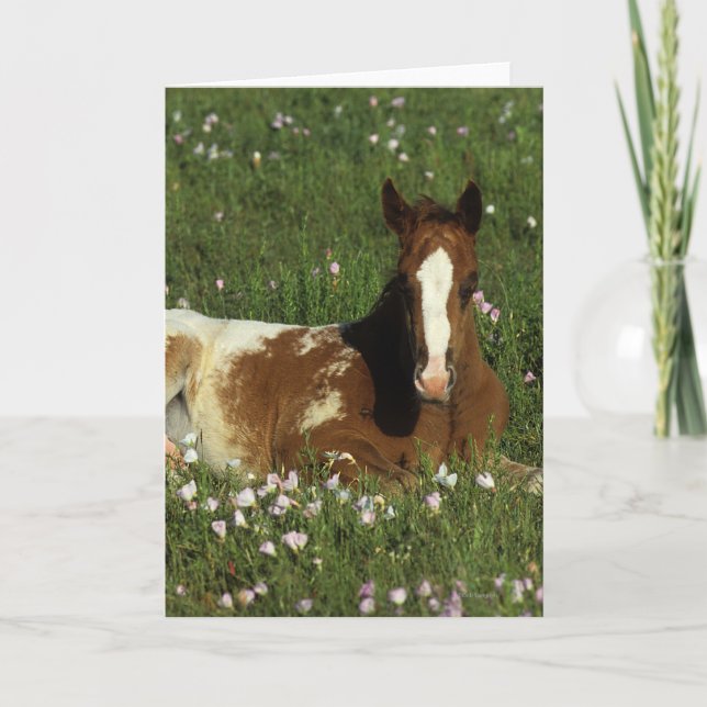 Carte Poulain d'Appaloosa fixant en fleurs (Devant)