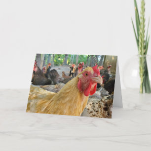 Carte Poulet