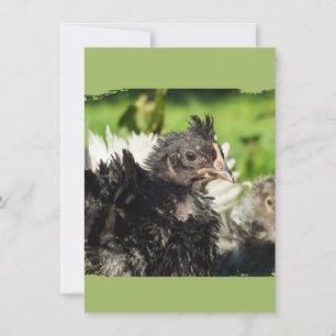 Carte poulets de poulet