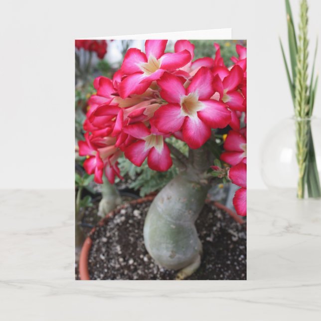 Carte pour notes Adenium (Devant)
