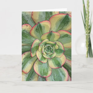 Carte pour notes Aeonium 'Sunburst'