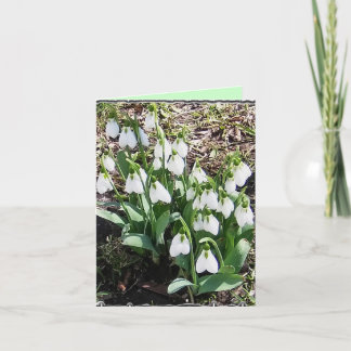 Carte pour notes avec Snowdrops !