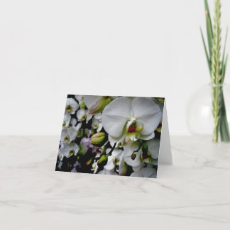 Carte pour notes blanc d'orchidée de Phalaenopsis