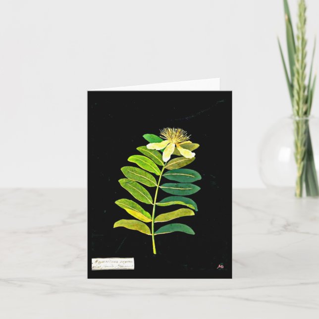 Carte pour notes-Botanique-Mary Delany 12 (Devant)