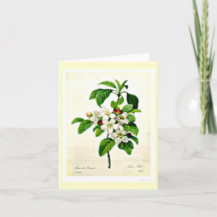 Carte pour notes-Botanique-Pierre Joseph Redoute 9