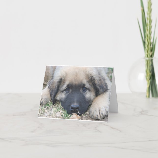 Carte pour notes de blanc de chiot de Leonberger (Devant)