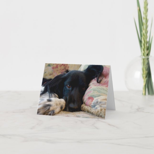 Carte pour notes de chien breton au repos (Devant)