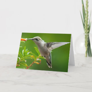 Carte pour notes de colibri