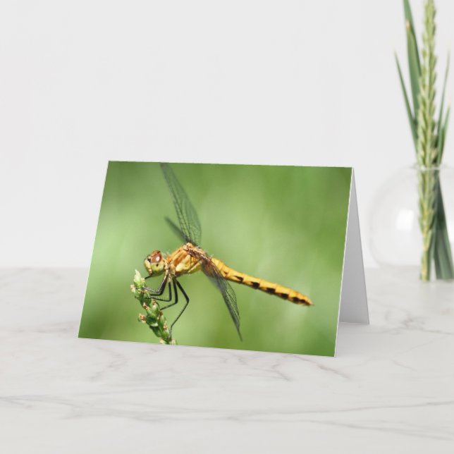 Carte pour notes de faucon de prairie (Devant)