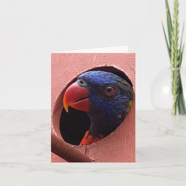 carte pour notes de lorikeet (bonjour) (Devant)