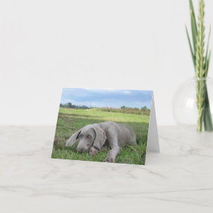 Carte pour notes de marionnettes Weimaraner