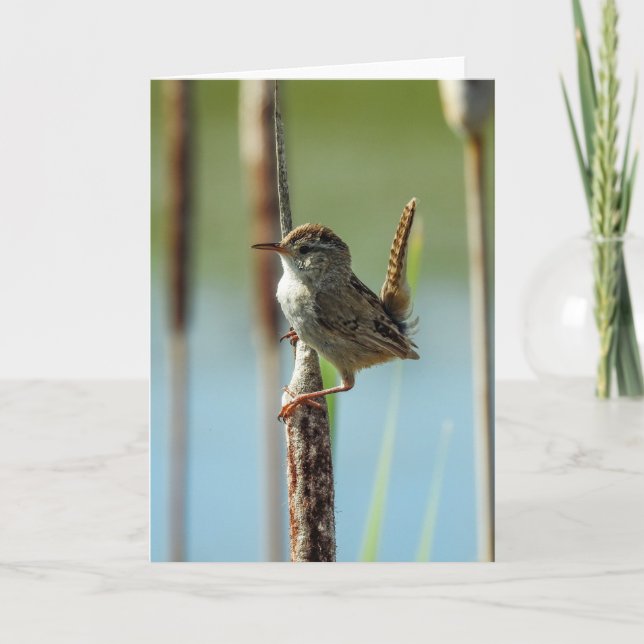 Carte pour notes de Marsh Wren (Devant)