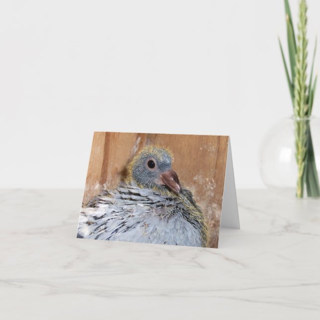 Carte pour notes de pigeon voyageur de bébé (Devant)