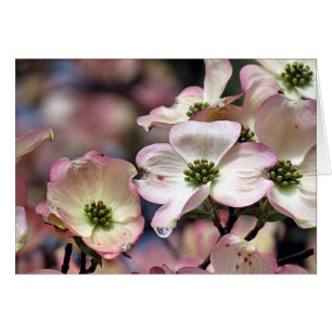 Carte pour notes - Dogwood rose