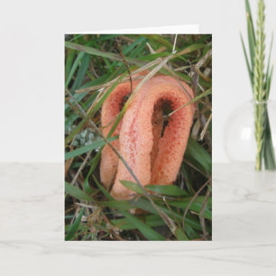 Carte pour notes OBX du champignon orange