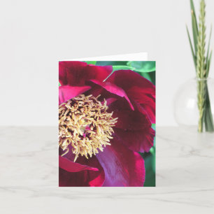 carte pour notes/PHOTOGRAPHIE "PEONY COLORED" ROSE