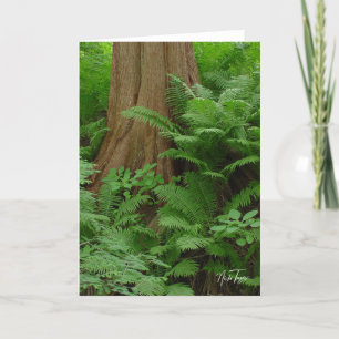 Carte pour notes Redwood & Ferns