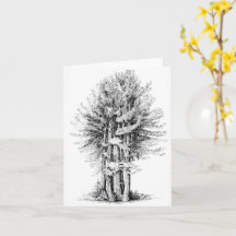 Carte pour notes Redwoods