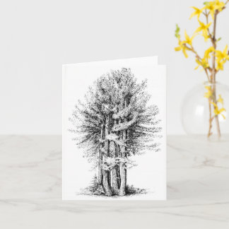 Carte pour notes Redwoods