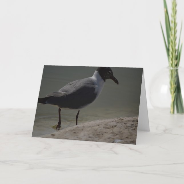 Carte pour notes Seagull (Devant)