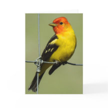 Carte pour notes Western Tanager