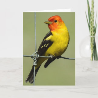 Carte pour notes Western Tanager