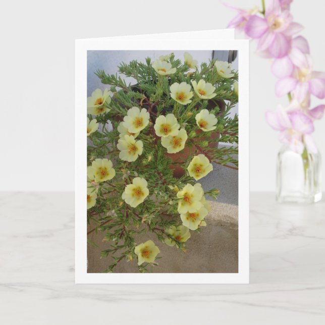 Carte Pourpier mousseux, Plante à fleurs succulente (Orchidée)